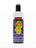 FES Scotch Broom (Besenginster) FES Scotch Broom (Besenginster)
