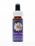 FES Shasta Daisy (Margerite) FES Shasta Daisy (Margerite)