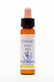 Healing Herbs 08 Chicory (Wegwarte, Zichorie) Healing Herbs 08 Chicory (Wegwarte, Zichorie)