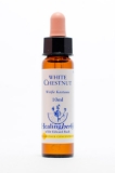 Healing Herbs 35 White Chestnut (Rosskastanie) Healing Herbs 35 White Chestnut (Rosskastanie)