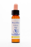 Healing Herbs 36 Wild Oat (Waldtrespe) Healing Herbs 36 Wild Oat (Waldtrespe)