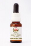 AUB Little Flannel Flower AUB Little Flannel Flower