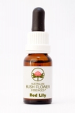 AUB Red Lily AUB Red Lily