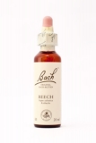 03 Beech (Rotbuche) 03 Beech (Rotbuche)