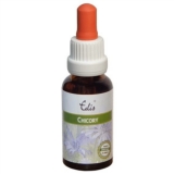 Edis Bio 08 Chicory alkoholfrei Edis Bio 08 Chicory alkoholfrei